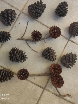 Natural pine cones pack of 14, new, with branches