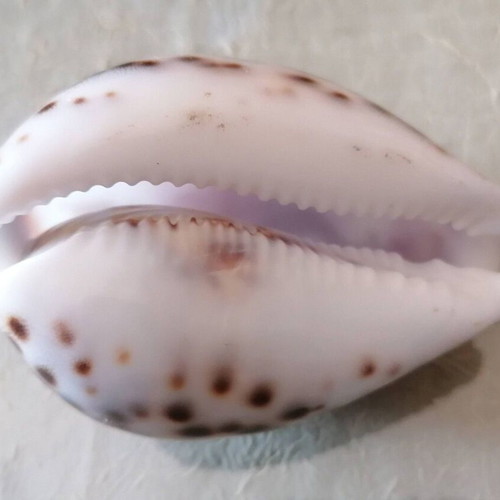 Small Shell #3 Lefkada like new