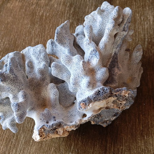 Natural coral used for summer decoration