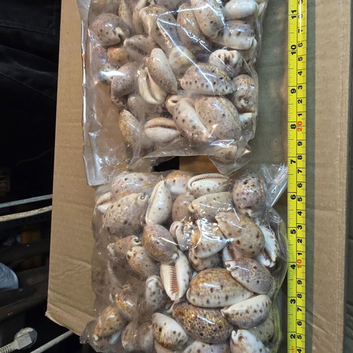 Natural Cypraea Lynx Seashells, pack for crafts and decoration