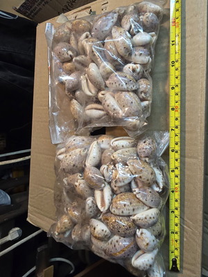 Natural Cypraea Lynx Seashells, pack for crafts and decoration