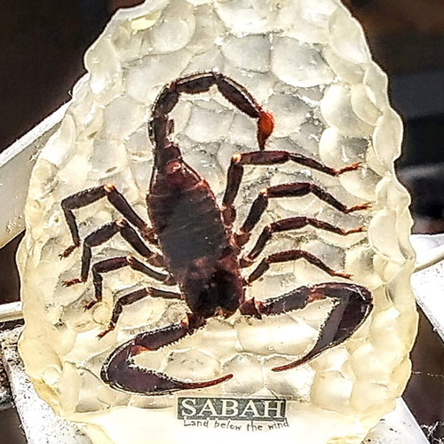 Large Scorpion in epoxy resin like new, souvenir from Malaysia