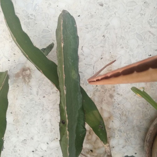 Dragon fruit plant used with offshoot