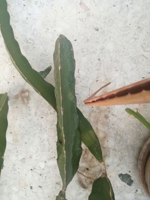 Dragon fruit plant used with offshoot