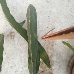 Dragon fruit plant used with offshoot