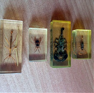 4 έντομα σε γυαλί