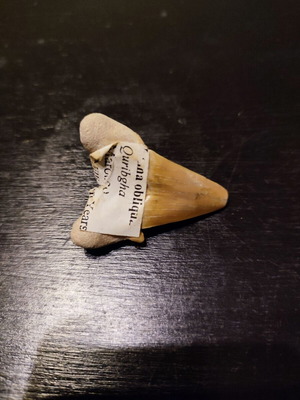 Fossil tooth new