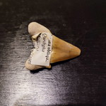 Fossil tooth new