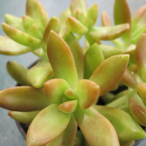 Sedum Ji Qiu Li succulent seeds, gold pink, pack of 25