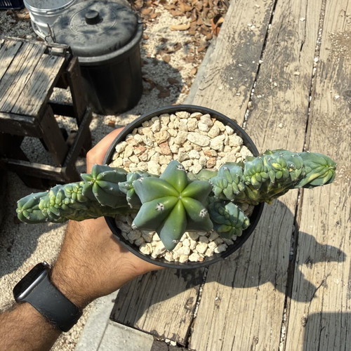 Variegated Monstrose Myrtillocactus new collector's cactus
