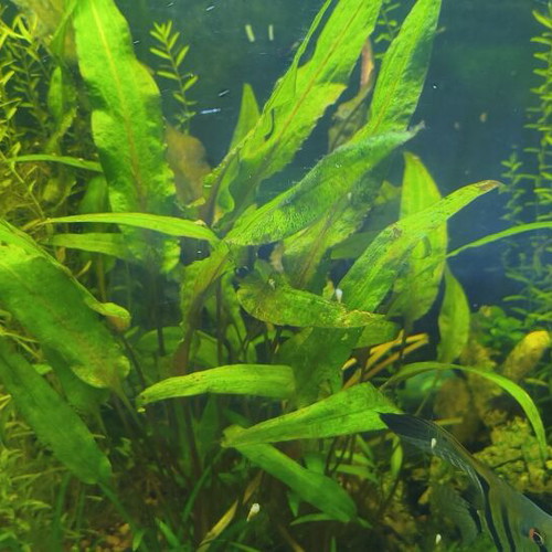 Cryptocoryne wendtii Green aquarium plant new