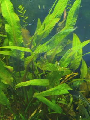 Φυτό ενυδρείου Cryptocoryne wendtii Green καινούργιο
