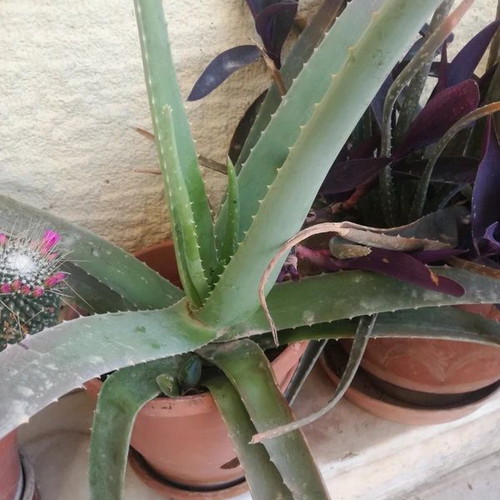 Aloe Vera plant with pot like new
