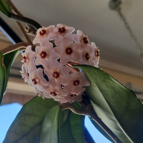 Hoya cutting