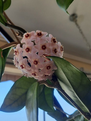 Hoya cutting