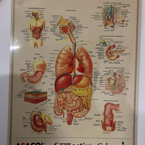 Digestive system poster used, 70x50cm, hard glossy paper
