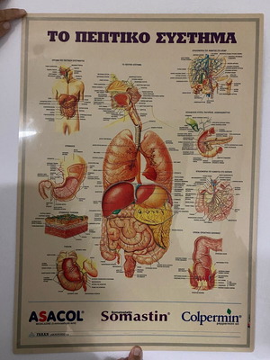 Digestive system poster used, 70x50cm, hard glossy paper
