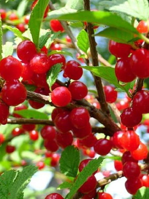 Schisandra Chinensis climbing plant seeds, 20 pieces, superfood
