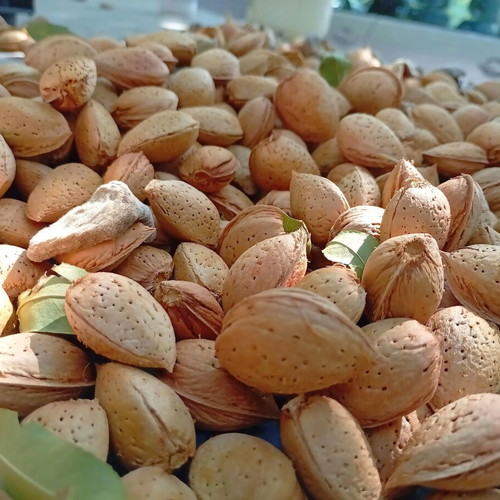 Tuono variety almonds fresh production with shell