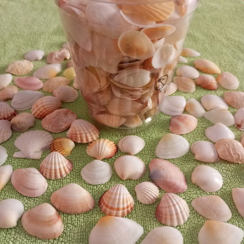Rare collectible natural seashells like new for decoration and crafts