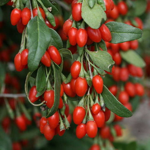 Goji Berry Lycium Barbarum seeds superfood pack of 50 like new