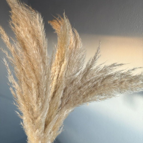 Pampas flowers like new, bouquet of 4 pieces
