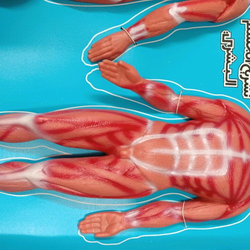 Human anatomy educational toy vintage new by Serima