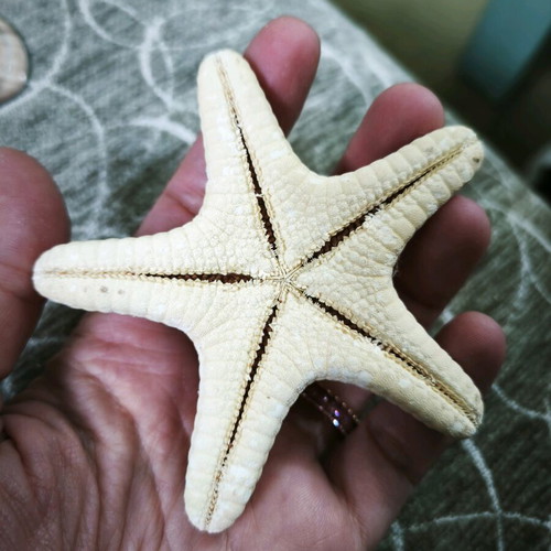 6 shells and 1 starfish all together