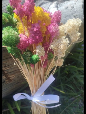 Dried plants in various colors
