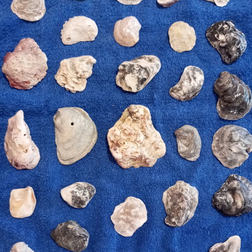Rare shell fragments set of 30, like new, varnished for jewelry making