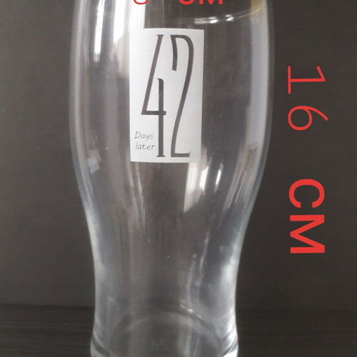 Craft Beer Glass "42 days later" like new