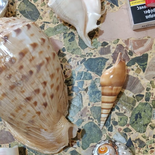 Seashells used, assorted pack with minor damages