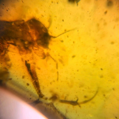 Amber from Myanmar with insect inclusion, new, fossilized