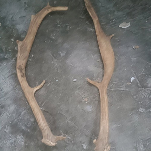 Deer antlers new, set of 2 pieces for decoration