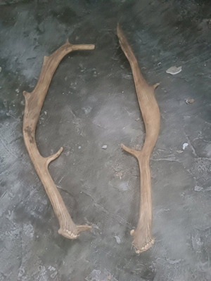 Deer antlers new, set of 2 pieces for decoration