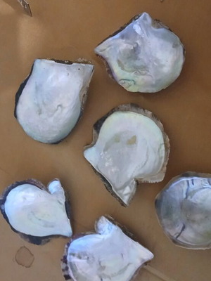 Real seashells like new decorative