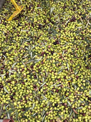 Olive oil tin 17 liters new