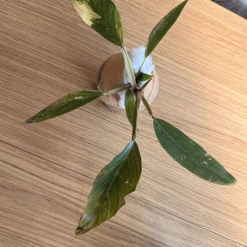 Philodendron Caramel Marble Variegata plant