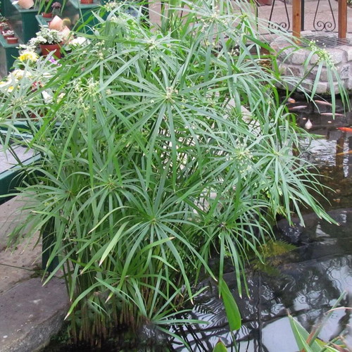 Cyperus Plant in Pot New, Ideal for Home and Garden
