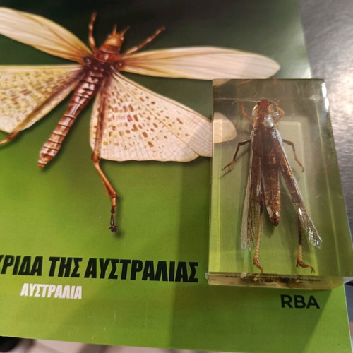 Real Bugs Issue 24 used