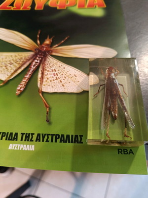 Real Bugs Issue 24 used