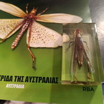 Real Bugs Issue 24 used