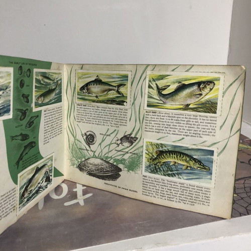 Vintage Brooke Bond Tea cards Freshwater Fish complete set used