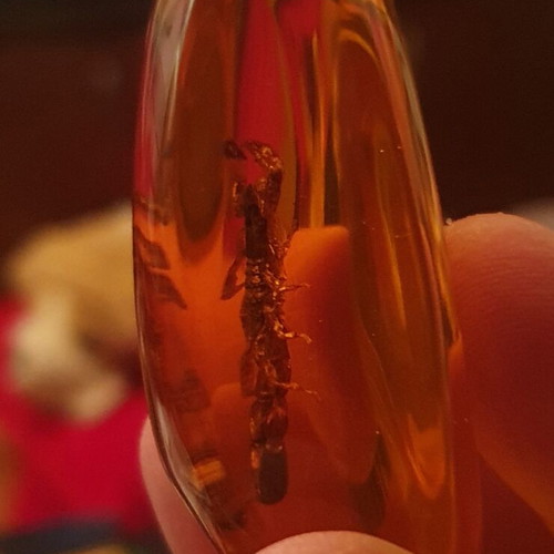 Decorative items with scorpion in resin, new, set of 2 pieces