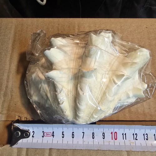 Large Lambis Chiragra Seashell like new, collectible decoration