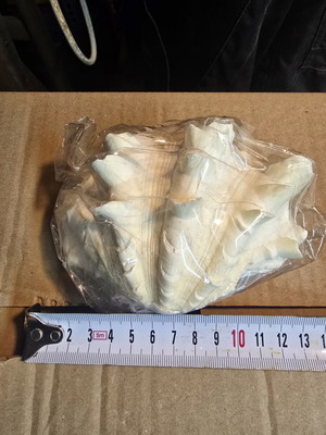 Large Lambis Chiragra Seashell like new, collectible decoration