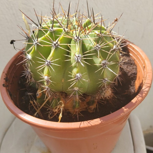 Echinopsis cactus large, like new, in plastic pot