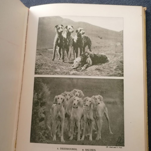 Pets and How to Keep Them book used