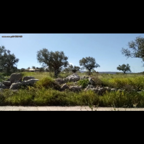 Building land with olive trees in Messinia, Petalidi Achladochori