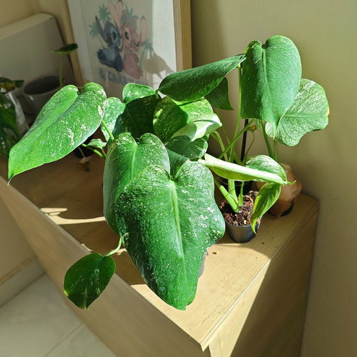 Monstera Mint plant